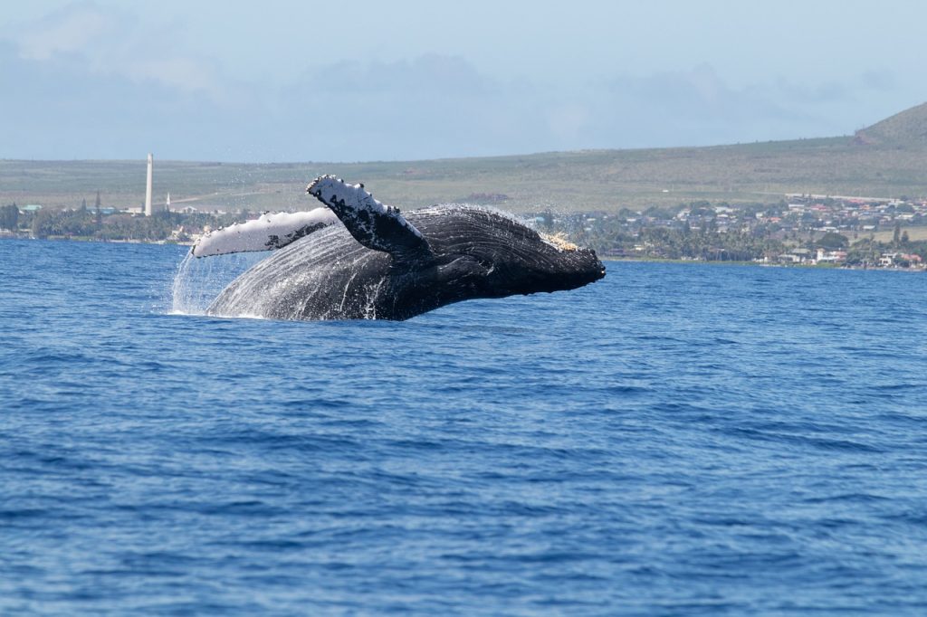 places to visit in Hawaii